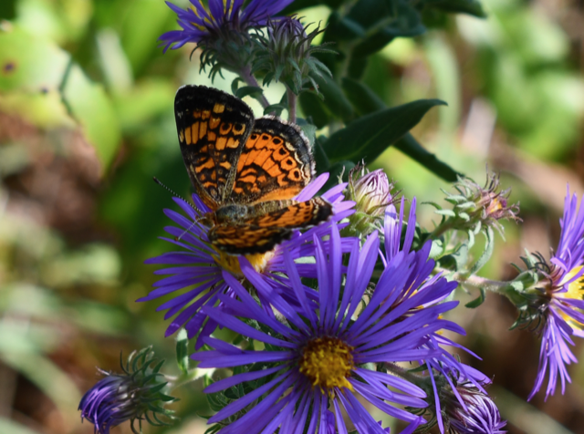 Butterfly and purple flower