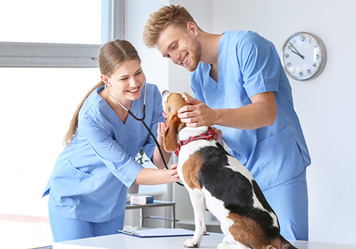 Two veterinary assistants with a dog