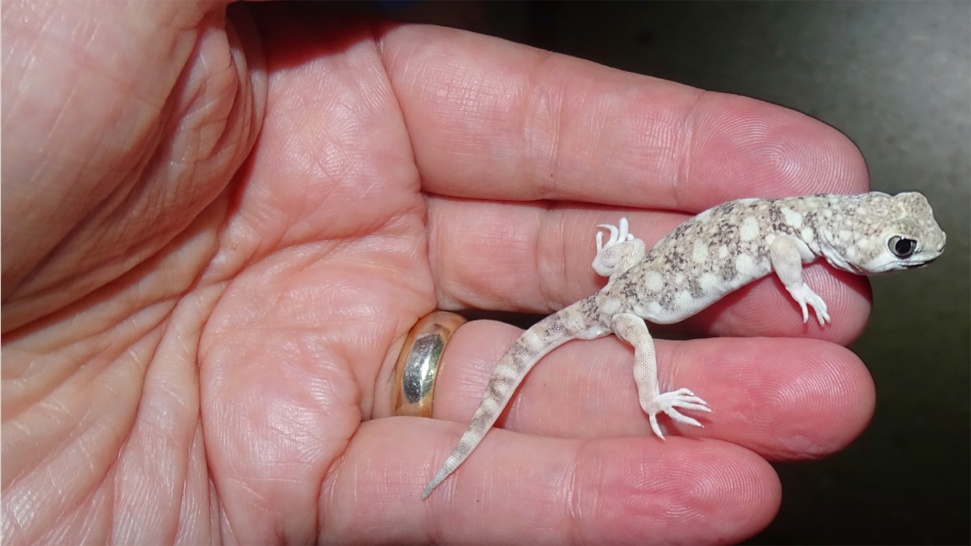 Barking Gecko