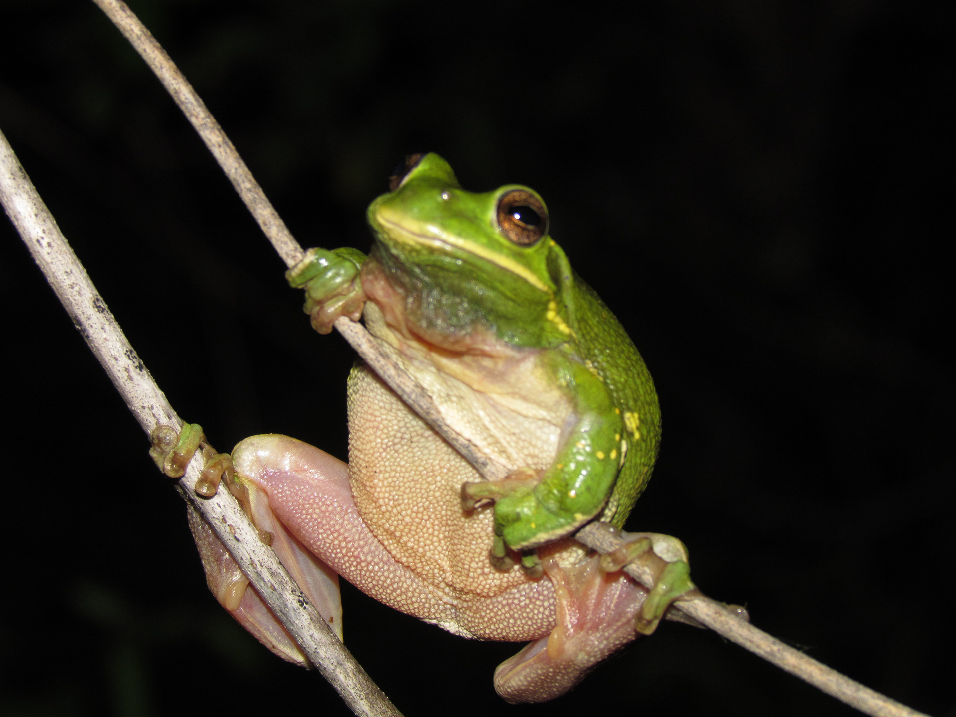 Barking Treefrog