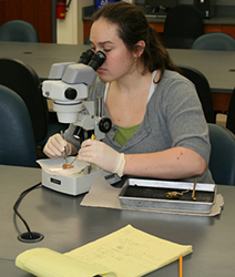 Biology student looking in microscope.jpg