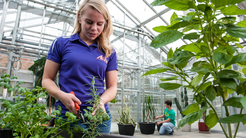Female student cutting plants in the UE greenhouse
