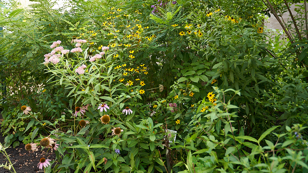 Native Plant Garden