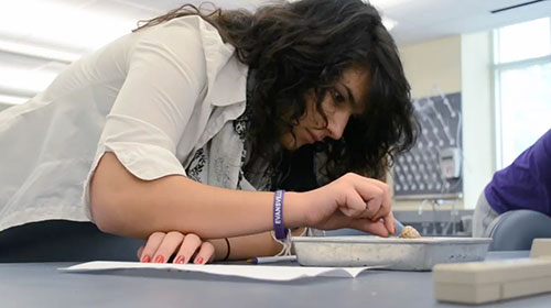 Karolina Toth examining portion of a brain.