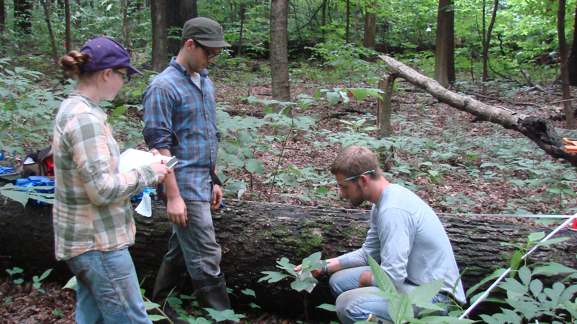 Environmental Studies students examining plant in forest