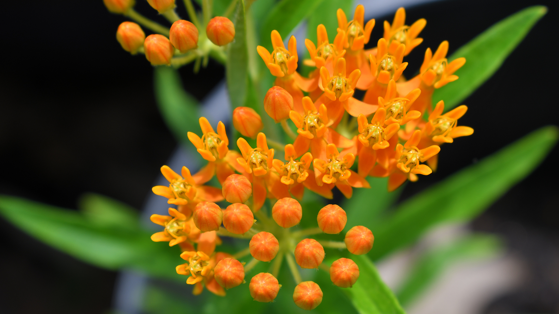 Orange flower close-up