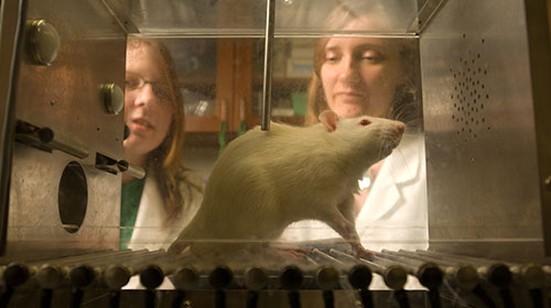 Neuroscience students with rat